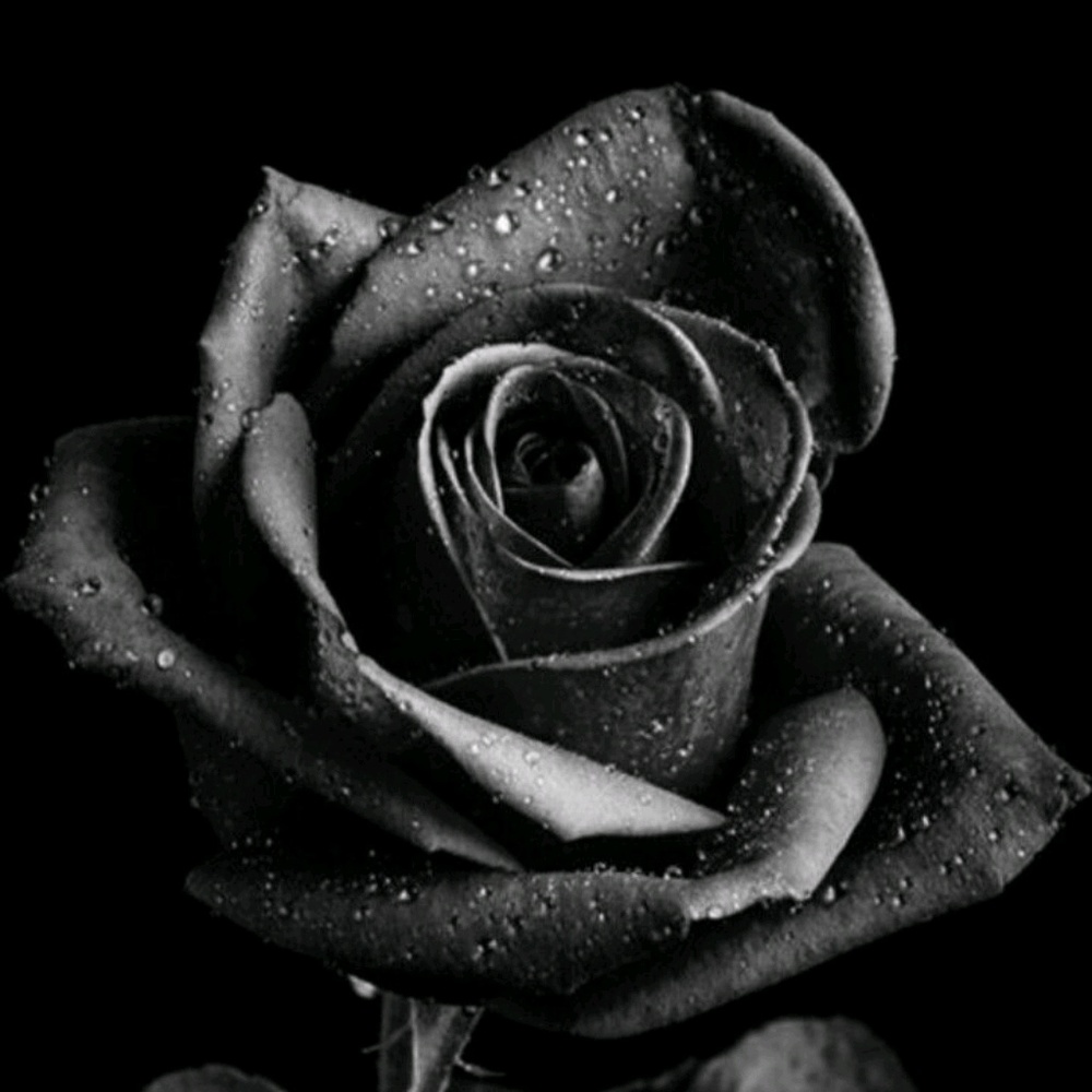 Meet your Posher, Rose